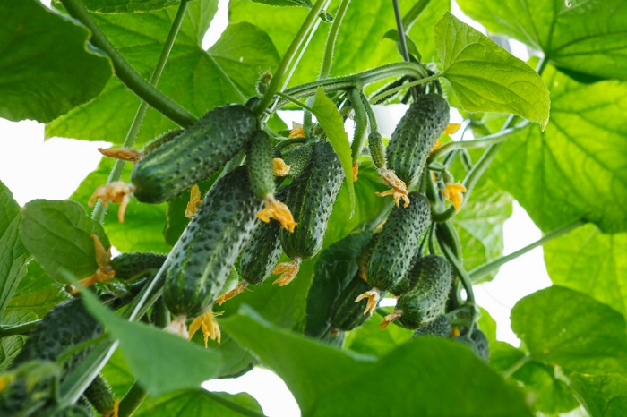 Кустовой огурец