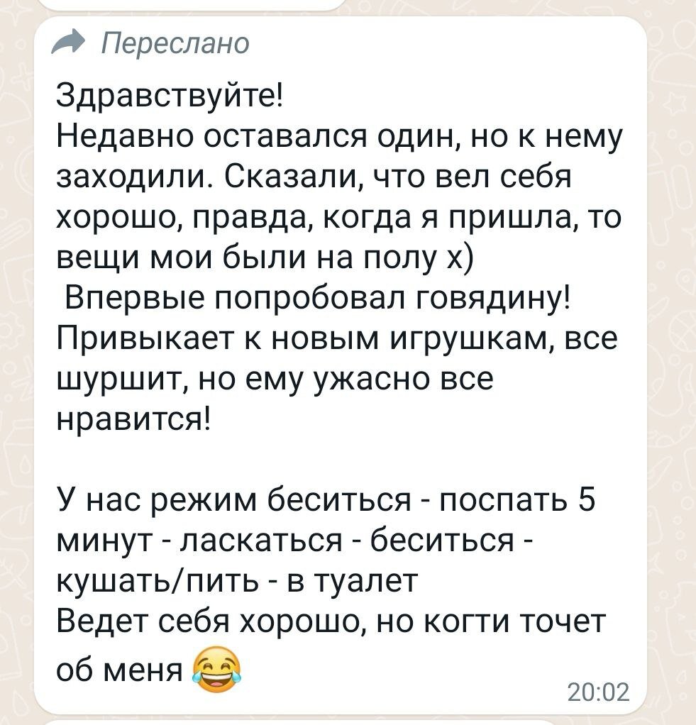 Наш малышонок Лакки, которого мы между собой лаского называли 