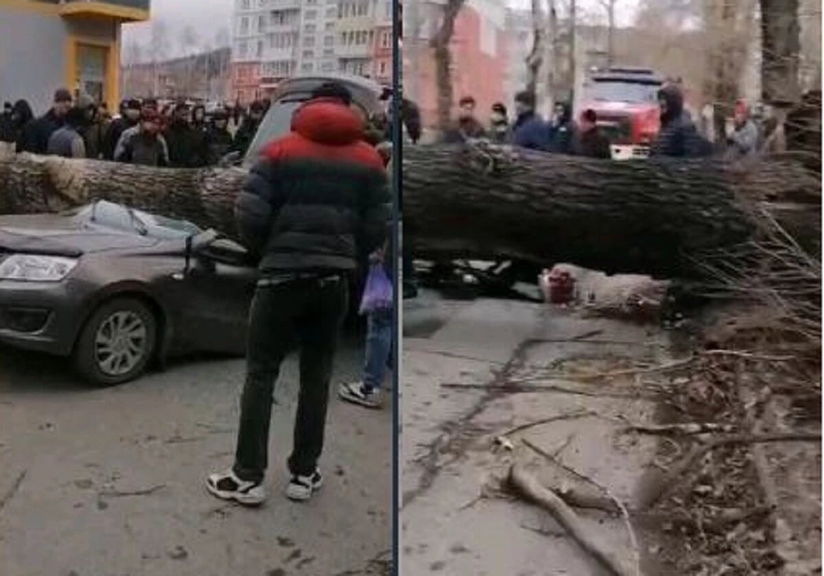 Ураган в Новокузнецке: дерево раздавило иномарку – двое погибли – фото |  Весь Искитим | Дзен