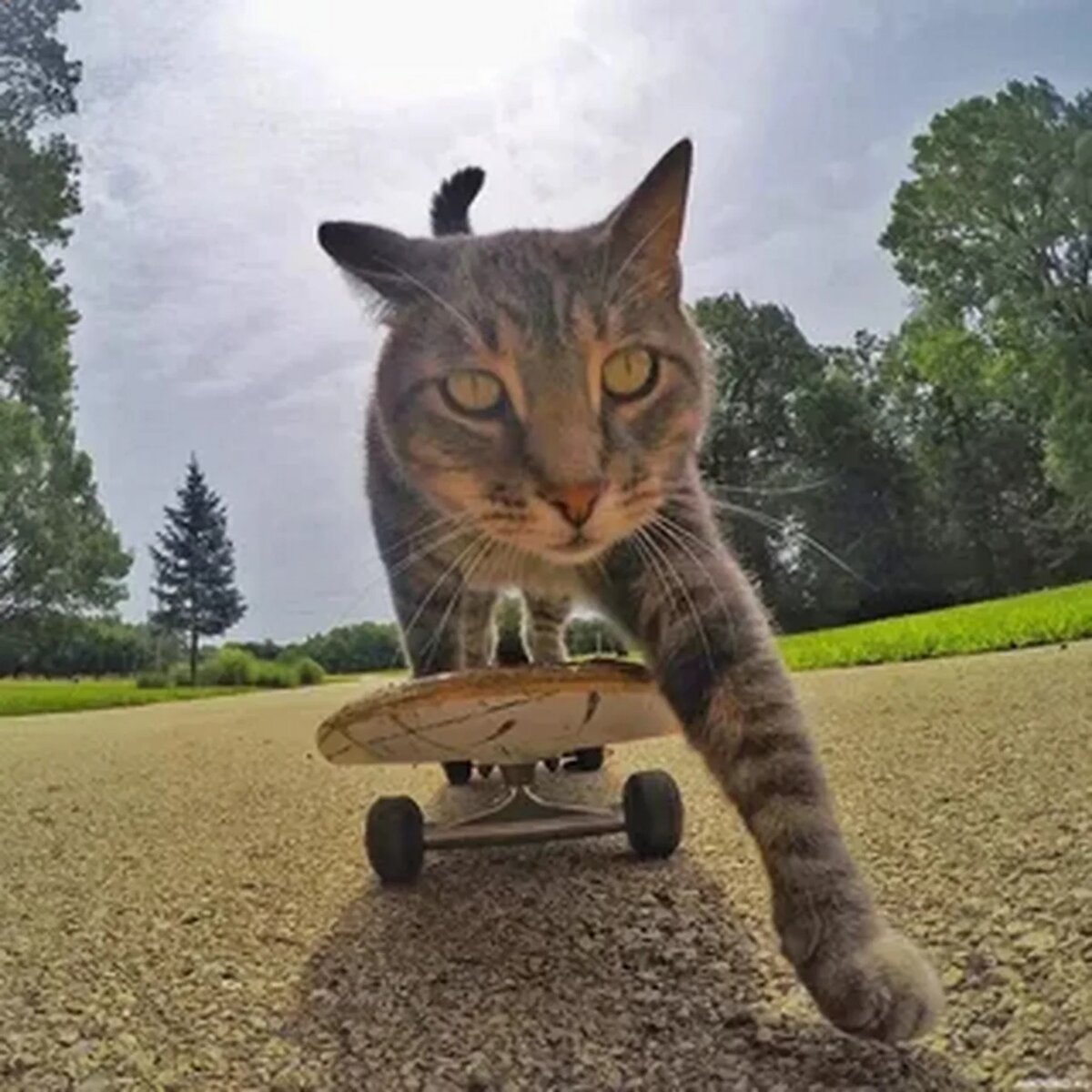 Смешные авы с котиками. Крутой кот. Кот на скейтборде. Смешные коты. На скейте.