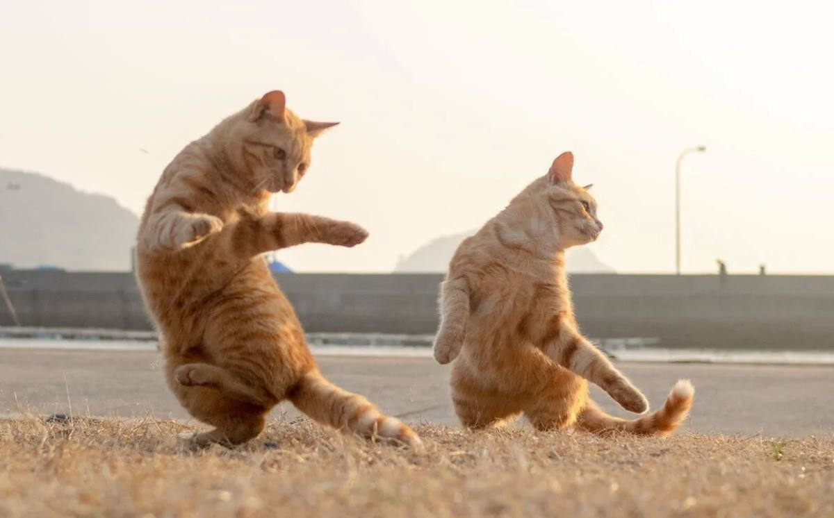 Танцующий кот. Кот танцует. Танцующие кошки. Коты веселятся.