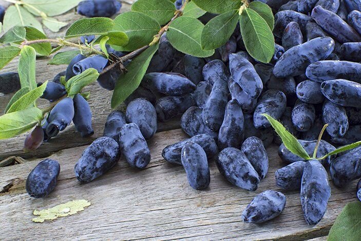 Photo by https://ampravda.ru/ 