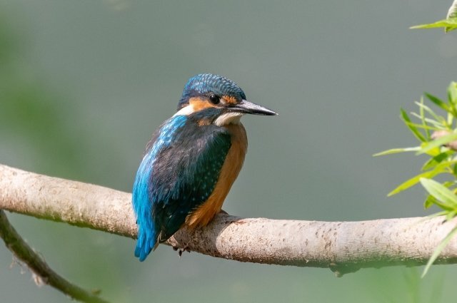    Что категорически запрещено в Федотов день и кого особо почитают 20 ноября?