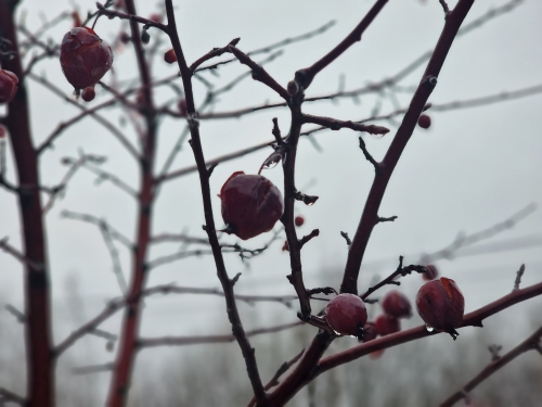 Фото Фиолетового сна