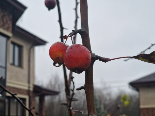 Фото Фиолетового сна