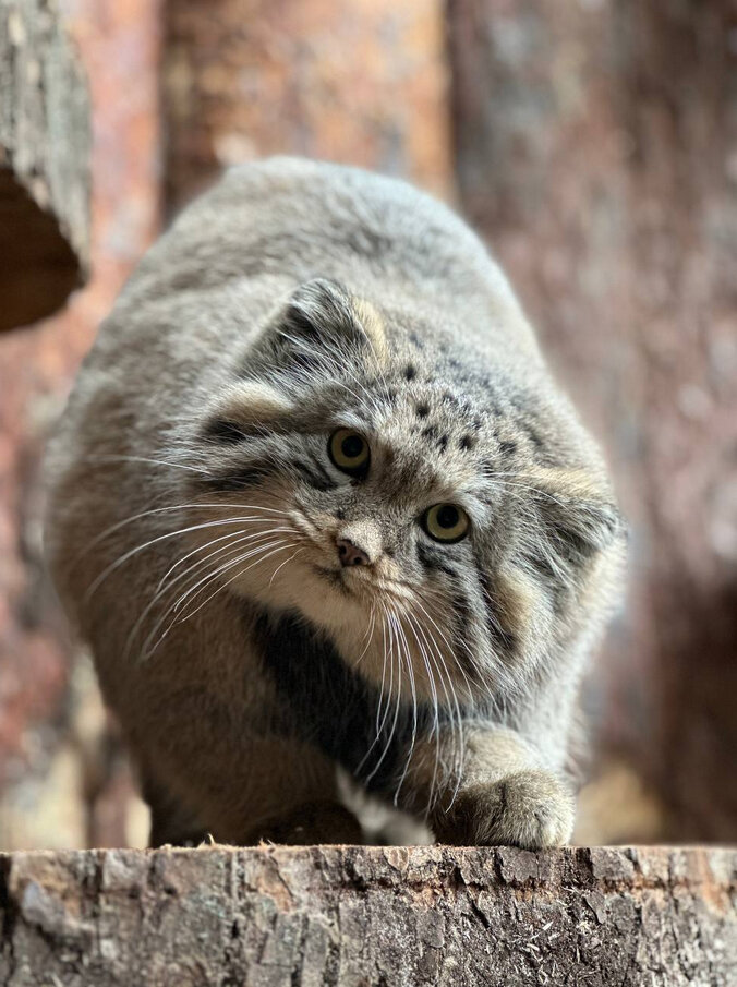    Фото: Telegram-канал зверинца.