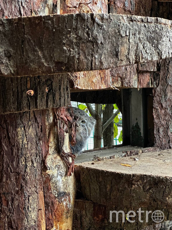    Фото: Telegram-канал зверинца.