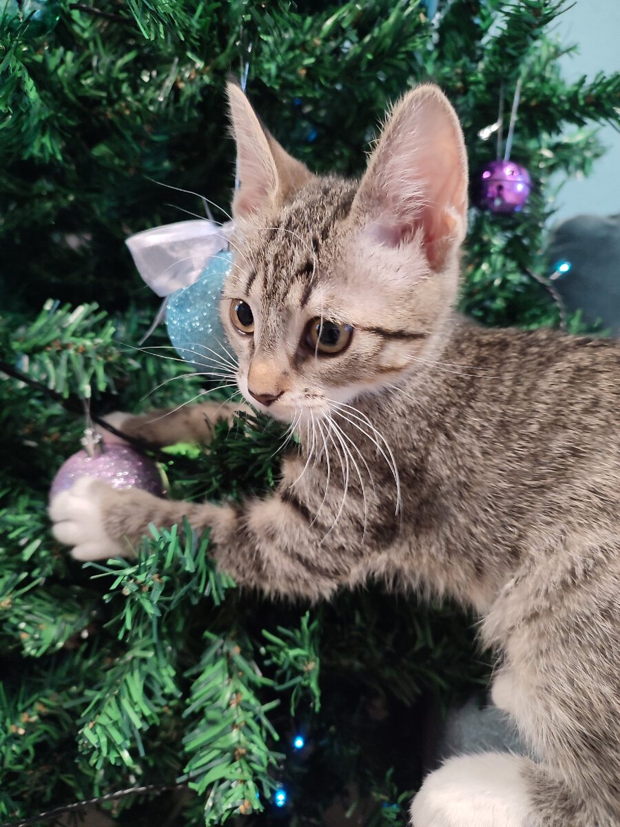 Тиша год назад. Это её первый Новый Год. 