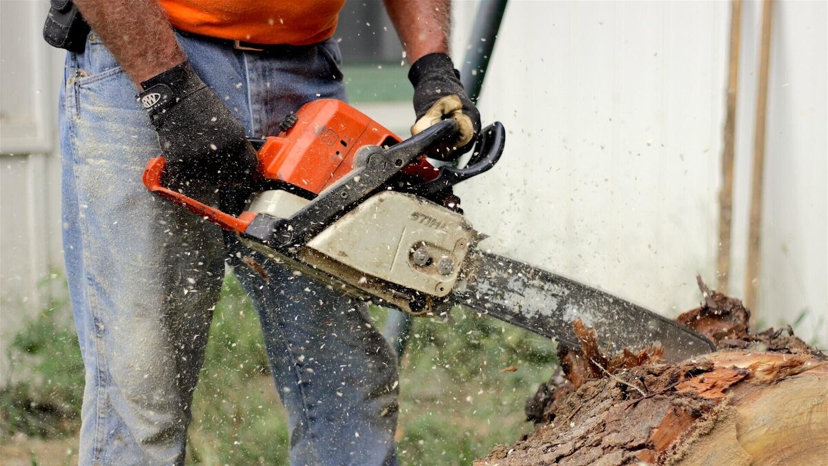    Чем лучше обрезать деревья и кустарники? © Unsplash / Tim Umphreys