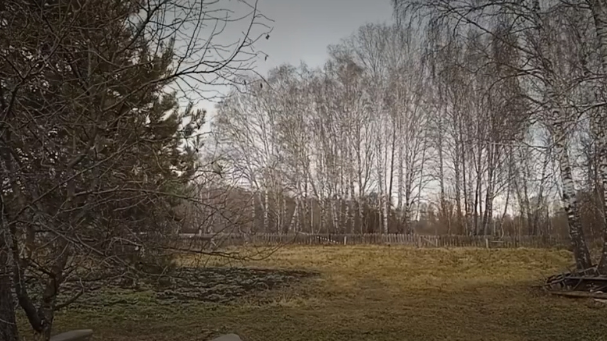 Ноябрь в лесу