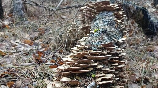 Продолжение грибной - негрибной поездки