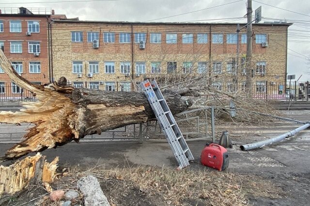    Фото: администрация Красноярска