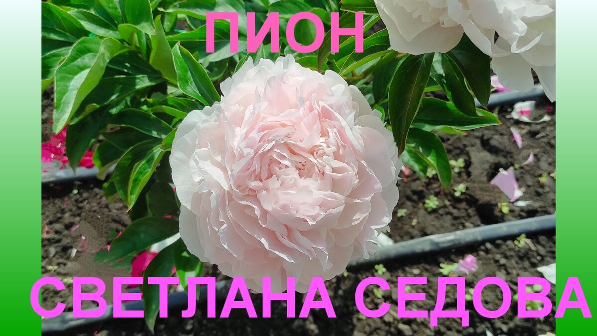 Пион Светлана Седова Flores