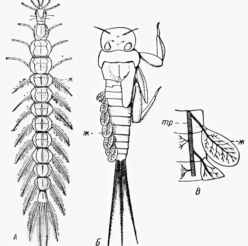 Аскарида личинка стрекозы. Личинка Жук поденка. Трахейные жабры поденок. Трахейные жабры личинок поденки. Личинка жука вертячки.
