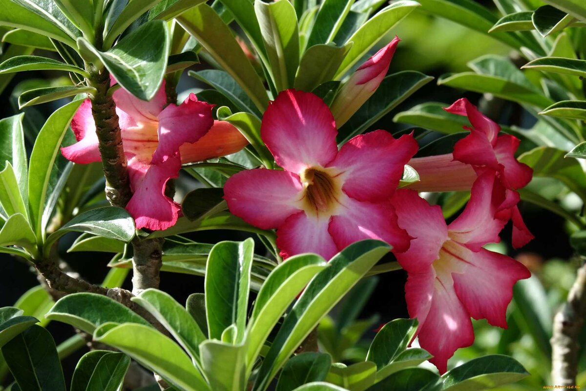 Адениум (Adenium): уход, фото, виды | Дача: сад и огород | Дзен