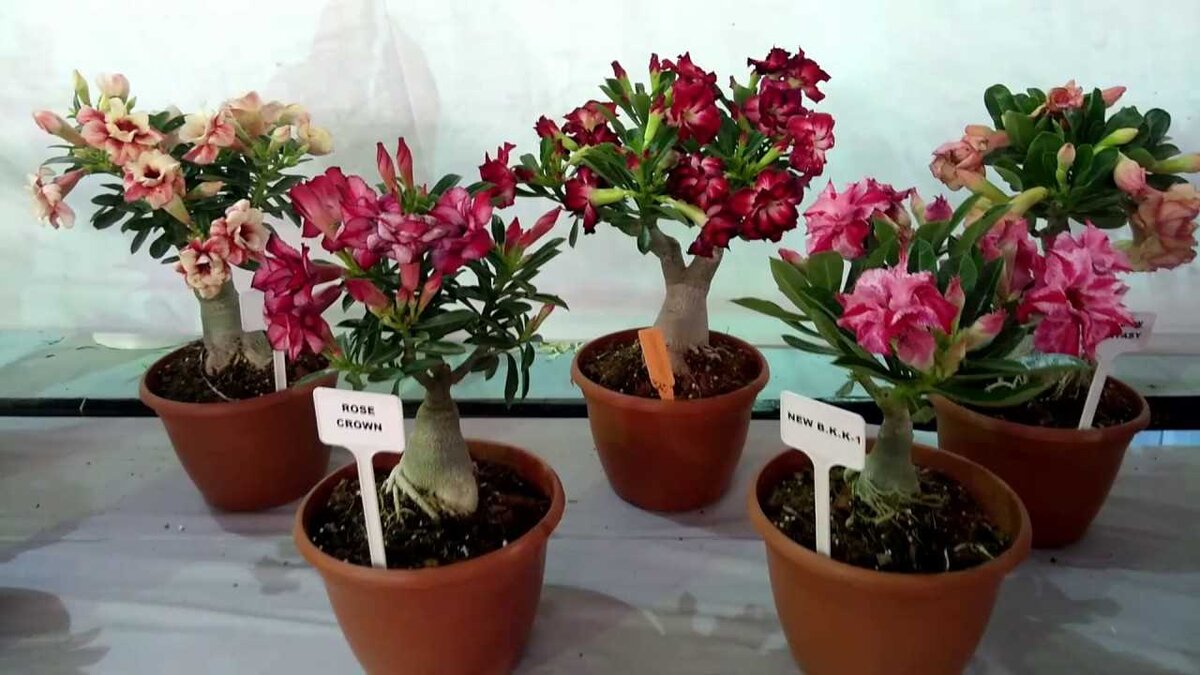 Адениум (Adenium): уход, фото, виды | Дача: сад и огород | Дзен