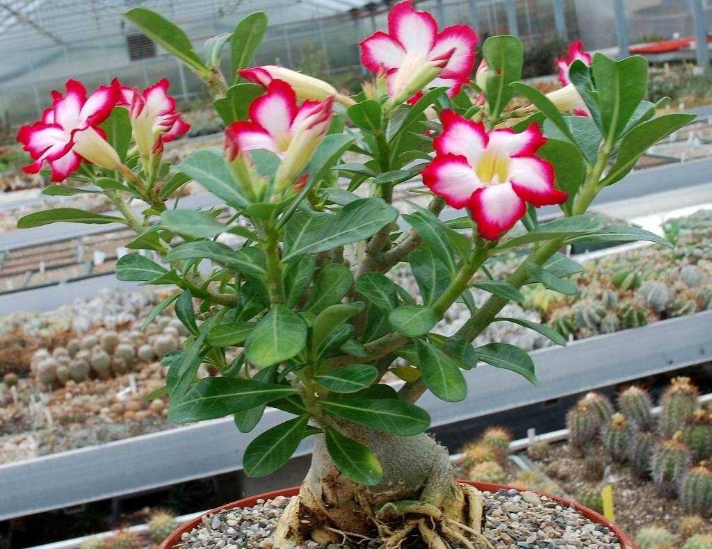 Адениум (Adenium): уход, фото, виды | Дача: сад и огород | Дзен