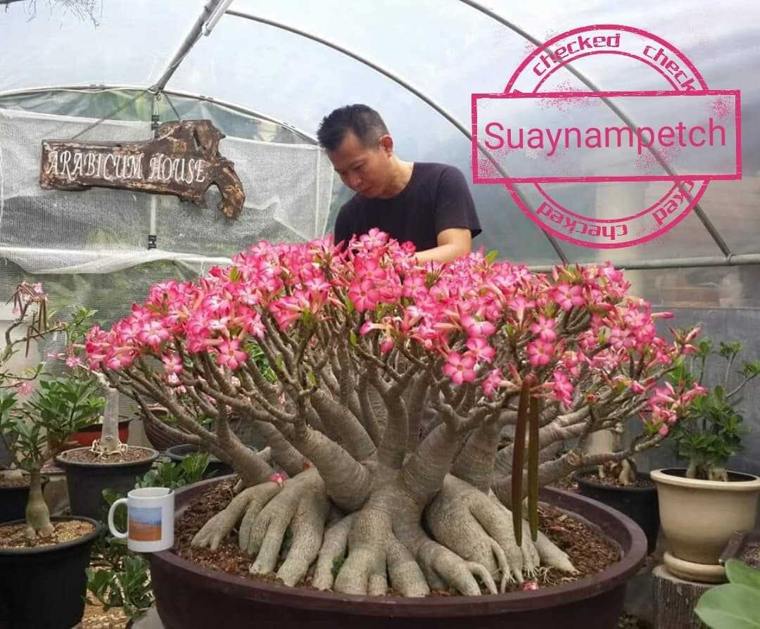 Адениум (Adenium): уход, фото, виды | Дача: сад и огород | Дзен