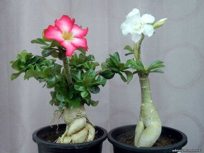 Адениум (Adenium, Apocynaceae)