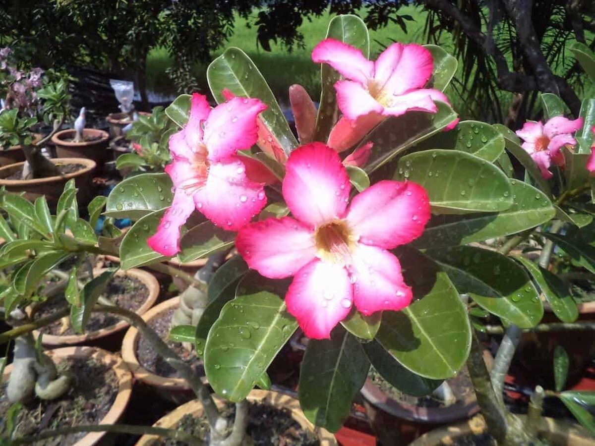 Адениум (Adenium): уход, фото, виды | Дача: сад и огород | Дзен