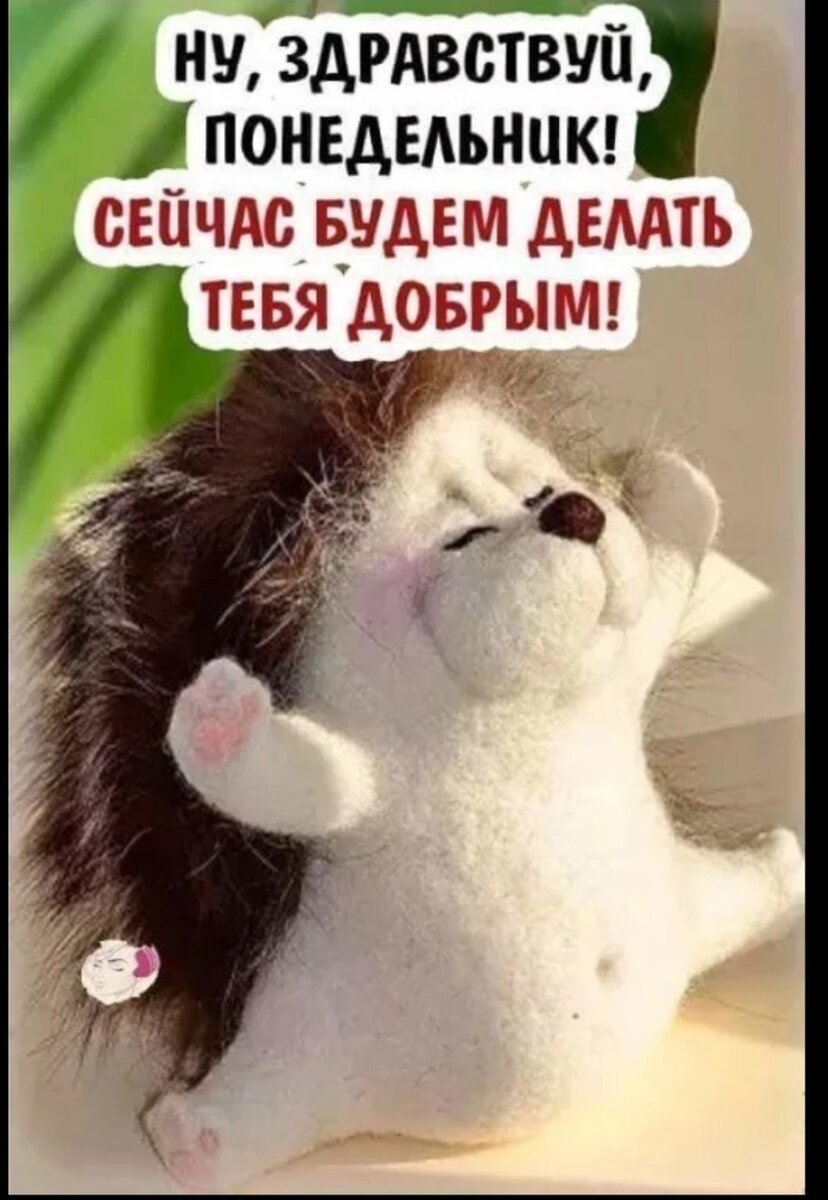 Ежик прелестный!😍