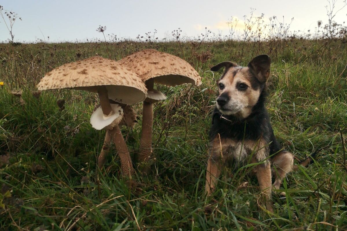 Можно ли собакам есть грибы: как давать, возможные риски? | Dog Breeds |  Дзен