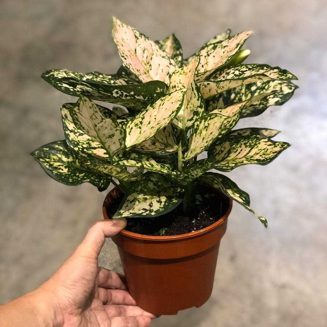 Аглаонема (Aglaonema): уход, фото, виды | Дача: сад и огород | Дзен