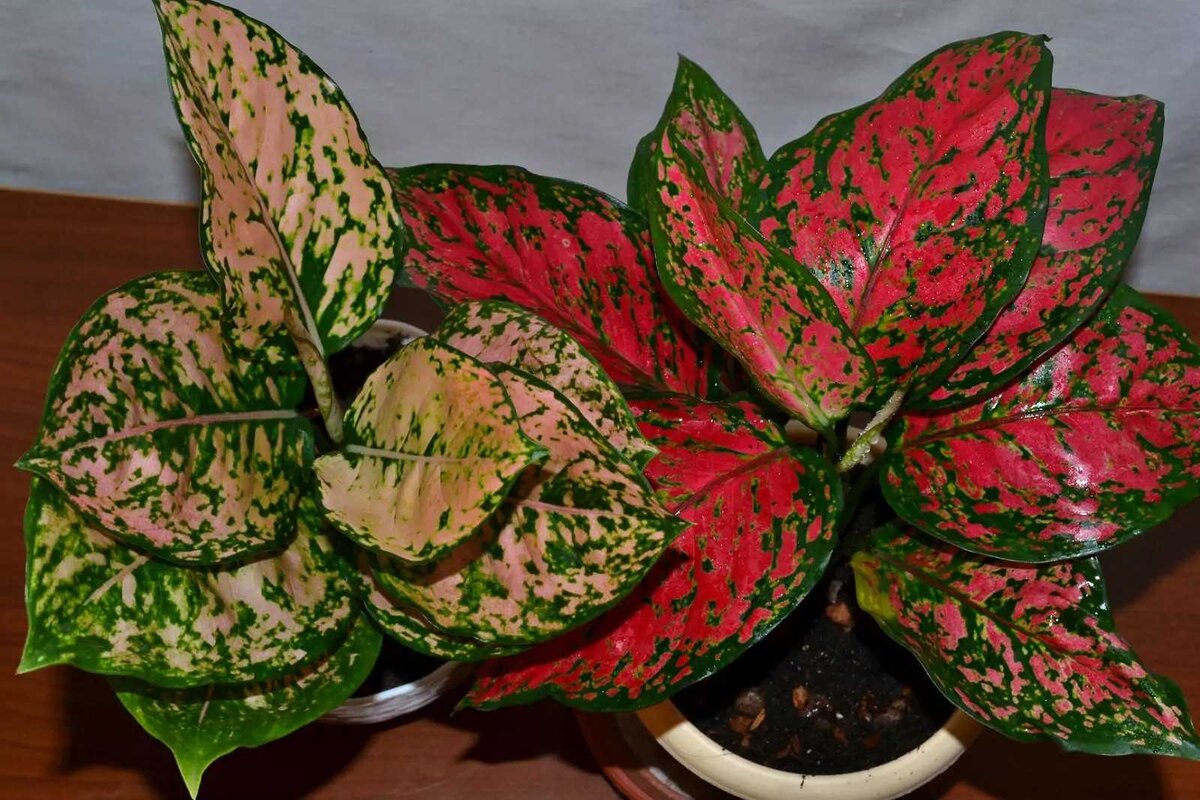 Аглаонема (Aglaonema): уход, фото, виды | Дача: сад и огород | Дзен