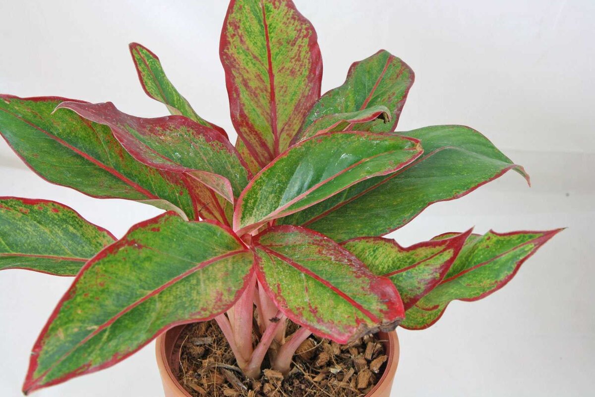 Аглаонема (Aglaonema): уход, фото, виды | Дача: сад и огород | Дзен