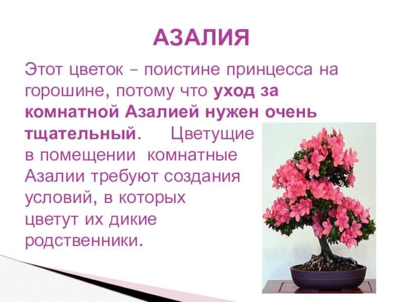 Азалия (рододендрон)