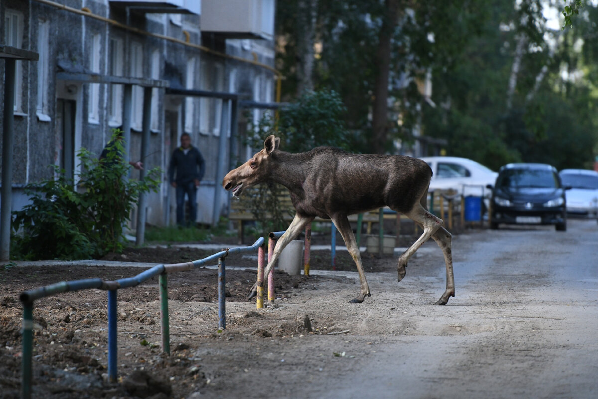 Олень запрыгнул в огород