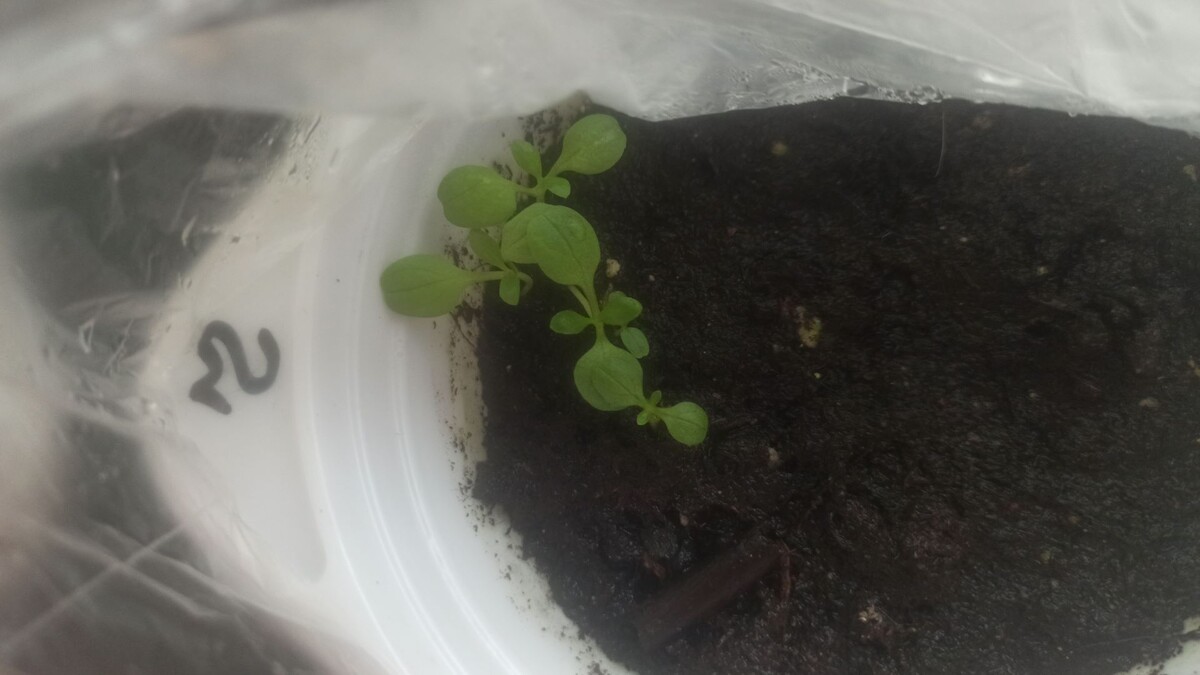 Кентрантус рубер Красотка Бетси