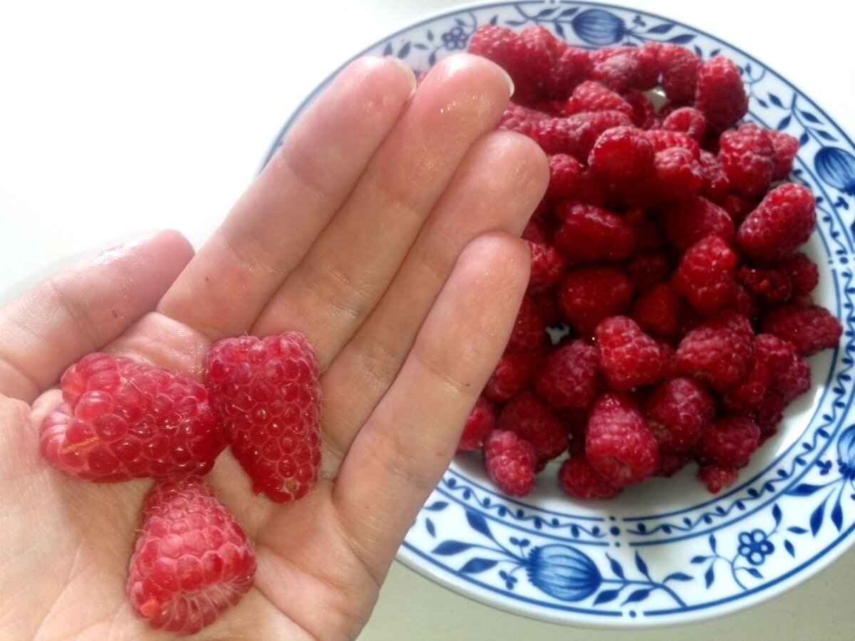 Все мы любим лакомиться малиной летом!