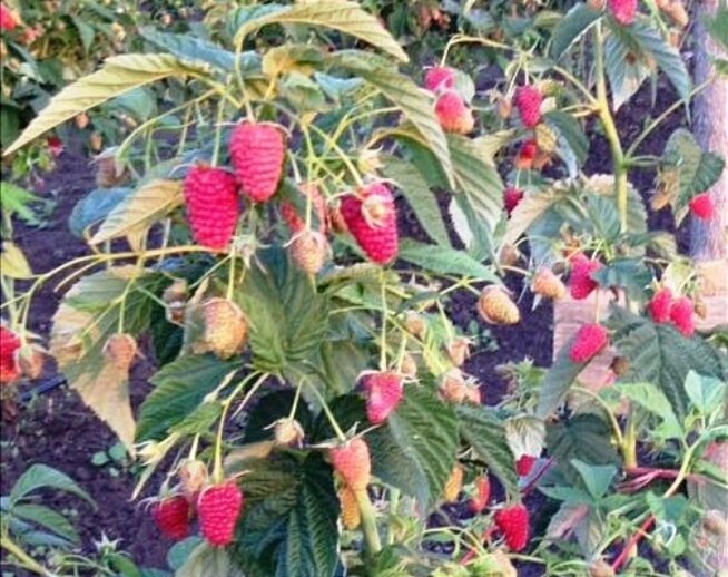 У моей соседки малина плодоносит как сумасшедшая! Благодаря ее подсказке и я теперь собираю хороший урожай ягод