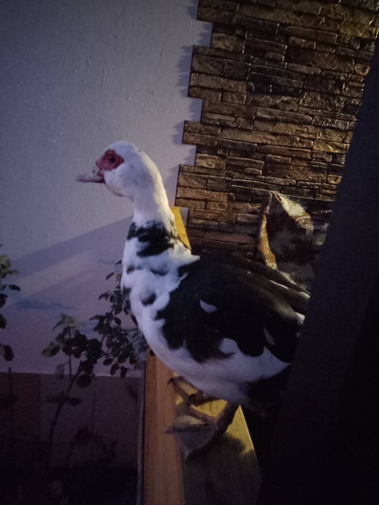 Вот такая красотка прилетела поздно вечером в гости!