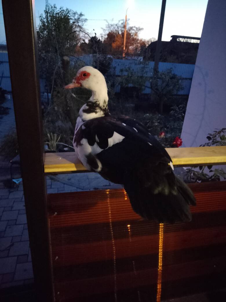 Вот так устроилась на террасе птичка, и, похоже, решила остаться.