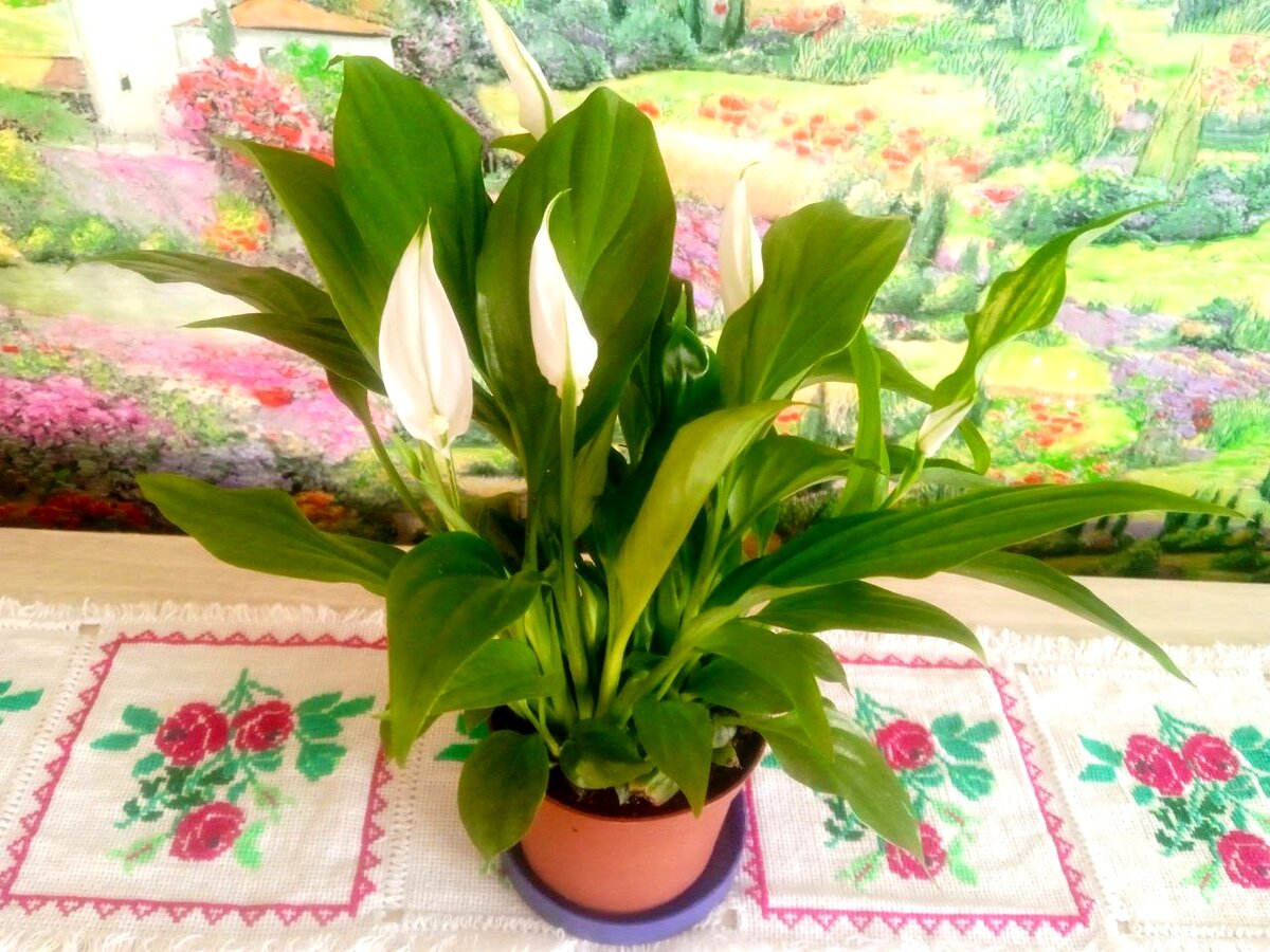 Благодаря советам моей соседки мои комнатные растения благополучно зимуют и весной радуют меня своим прекрасным цветением