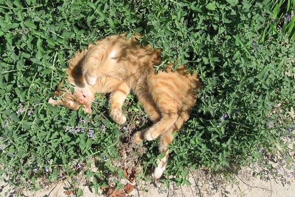 Фото из Интернета.