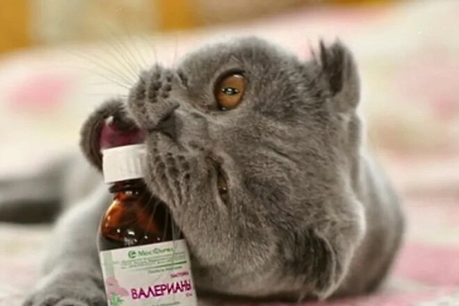 Фото из Интернета.