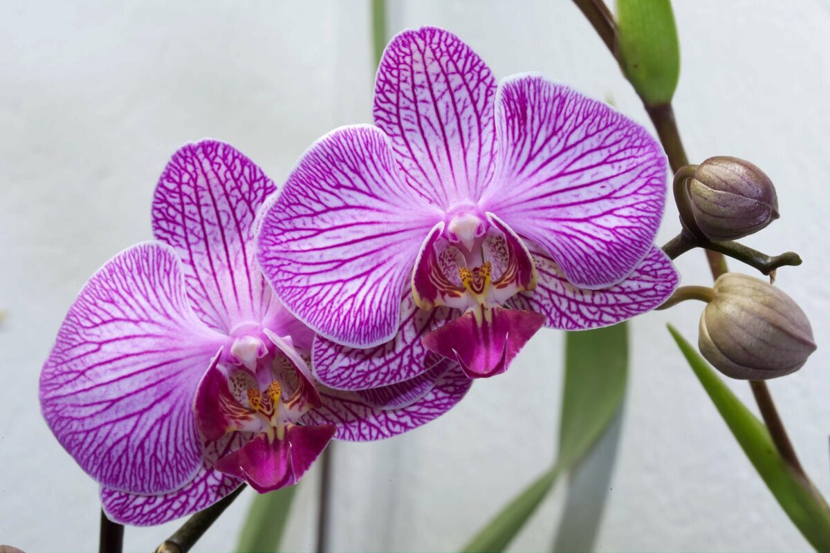 У орхидеи Фаленопсис сгнили корни. 4 способа их наростить. | Цветы Вероники  | Дзен