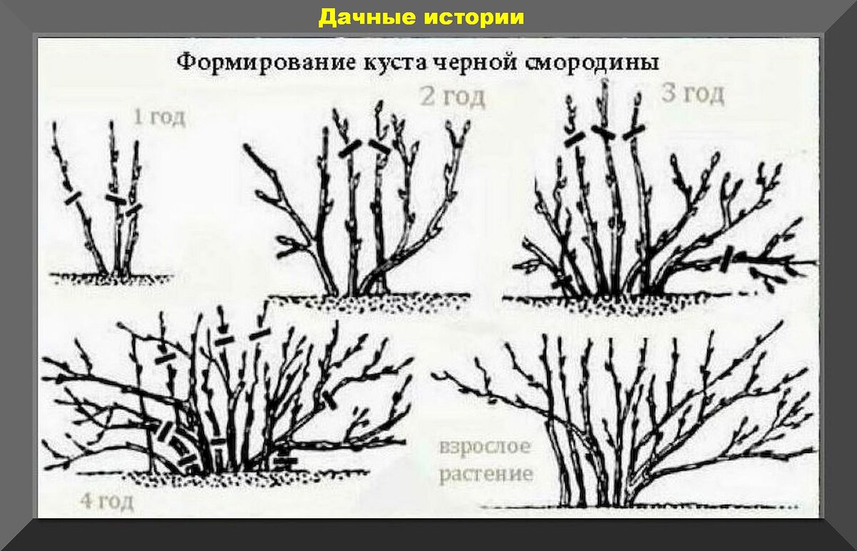 Можно ли обрезать смородину весной