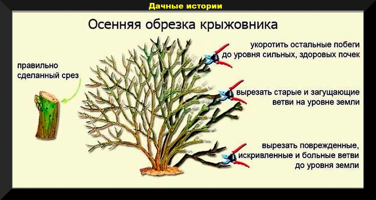 Обрезка декоративных кустарников