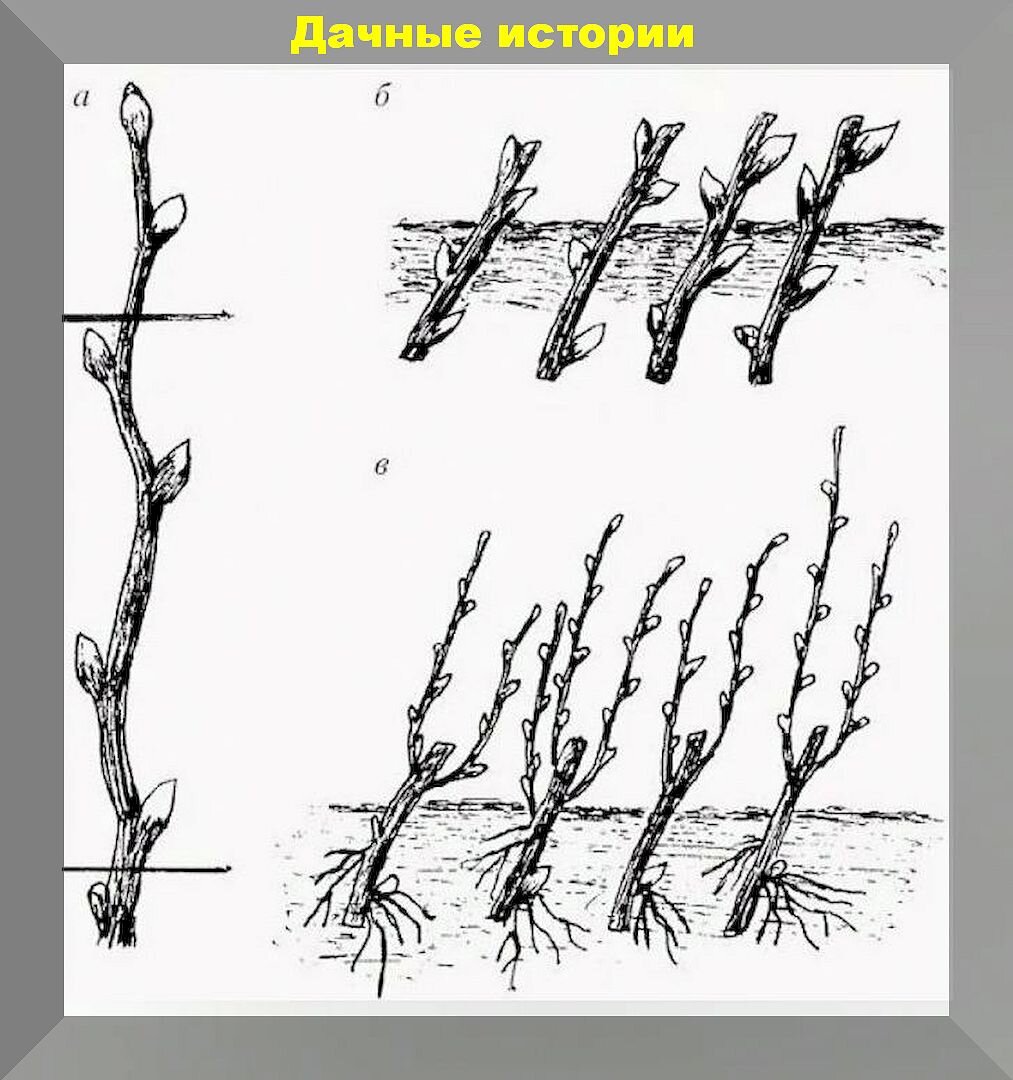 Размножение кустов смородины. Черенкование черной смородины весной. Черенкование смородины осенью. Посадка смородины весной отводками. Барбарис кустарник размножение отводками.