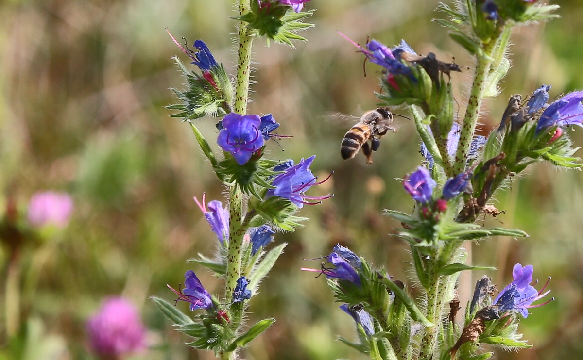 Синяк обыкновенный фото и описание. Синяк обыкновенный— Echium vulgare l.. Echium vulgare синяк обыкновенный. Синяк обыкновенный медонос. Цветы похожие на синяк обыкновенный.