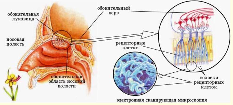 Особенности органа обоняния. Строение носа обонятельные рецепторы. Обоняние строение обонятельного анализатора. Орган обоняния анатомия строение. Обонятельный анализатор Рецептор обонятельный нерв.