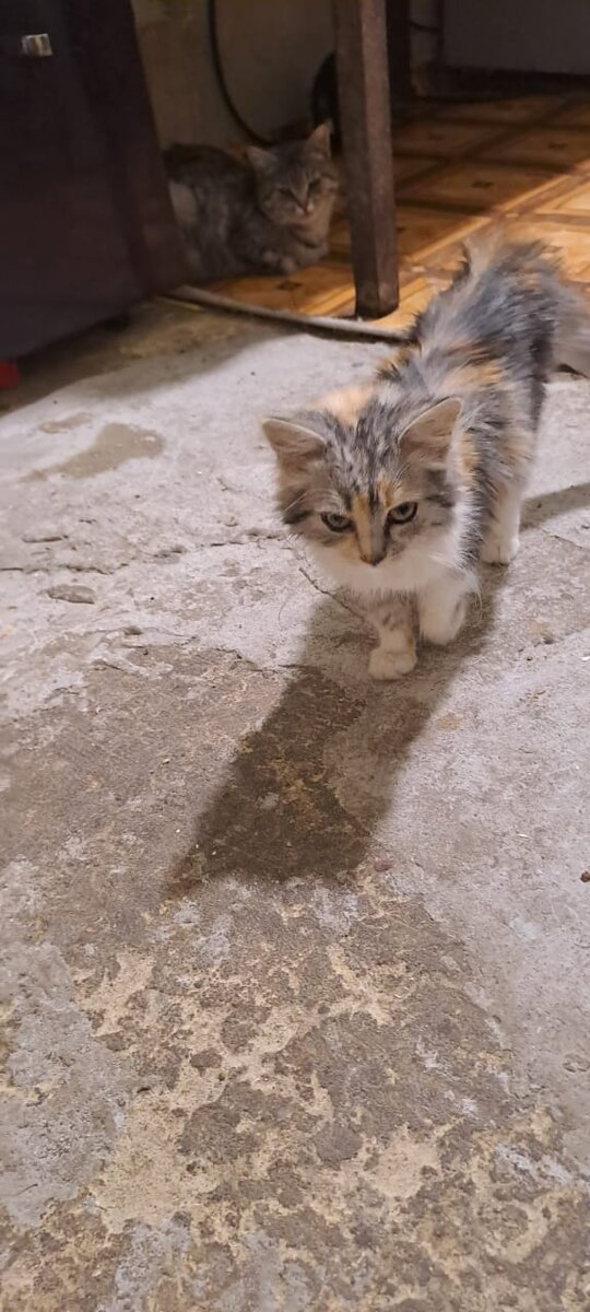 Работа приюта