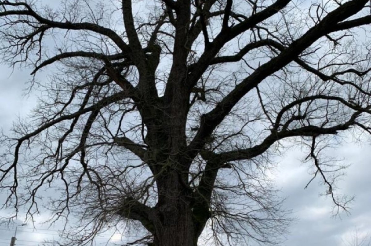    Княжескому дубу из Адыгеи присвоен статус «Дерево - памятник живой природы»