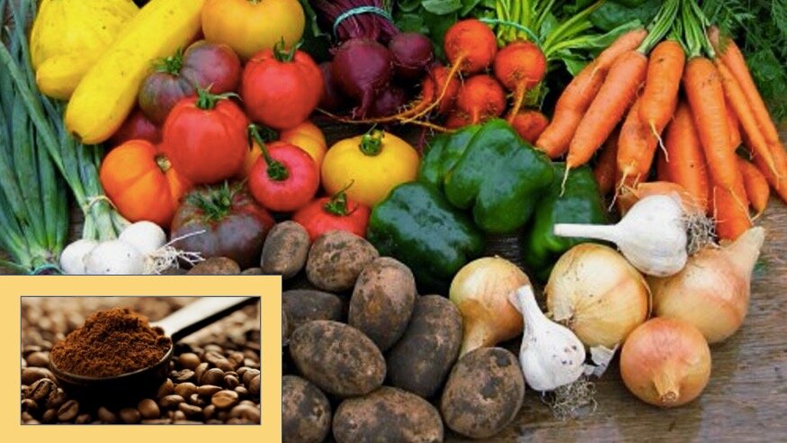 Кофейная гуща - отличный помощник для огородника 