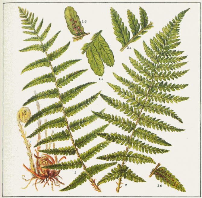 Папоротник с перистыми листьями (лат. Filix).