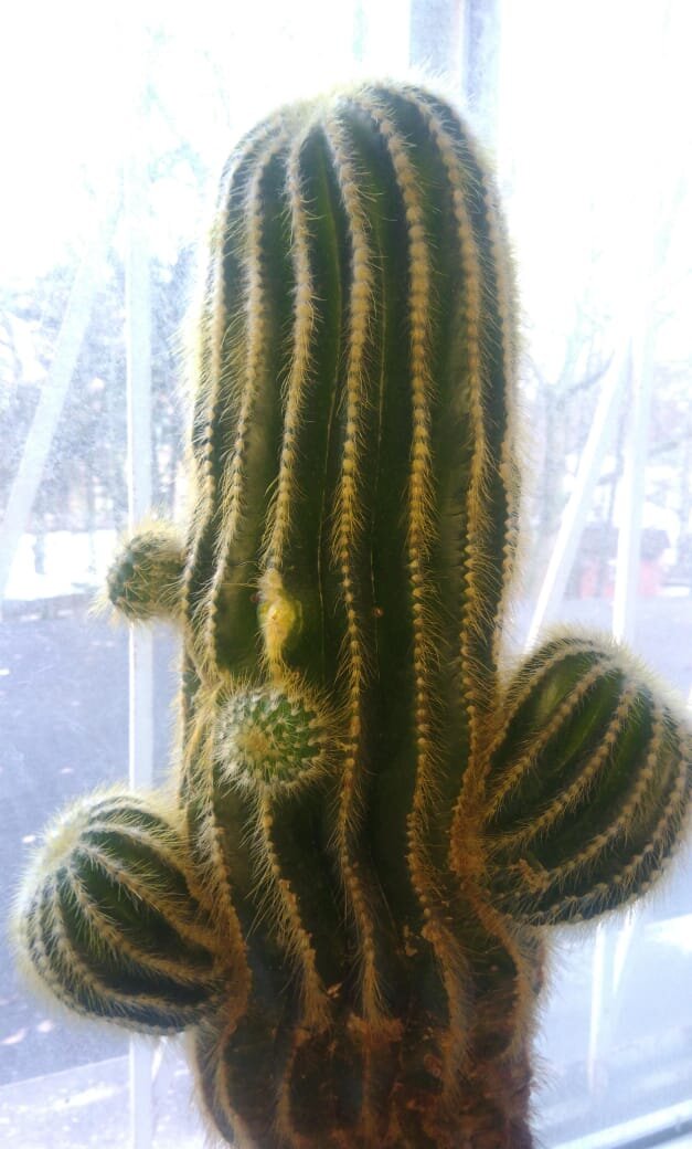 С этого материнского растения мои детки